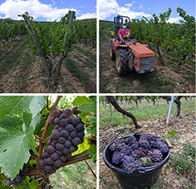 Retour des vendanges