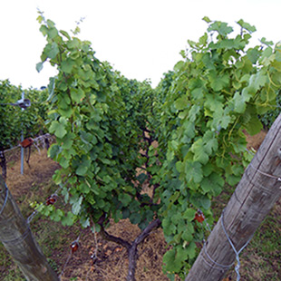 Vignes en lyre du Steinklotz