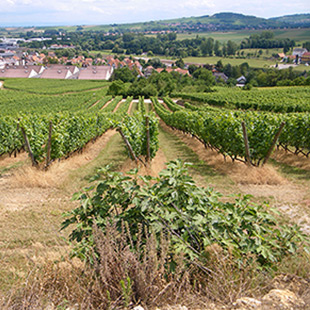 Vignes en lyre